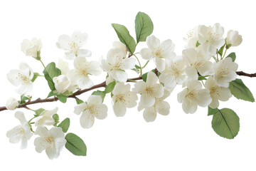 Obraz premium White blossoms on dark branch