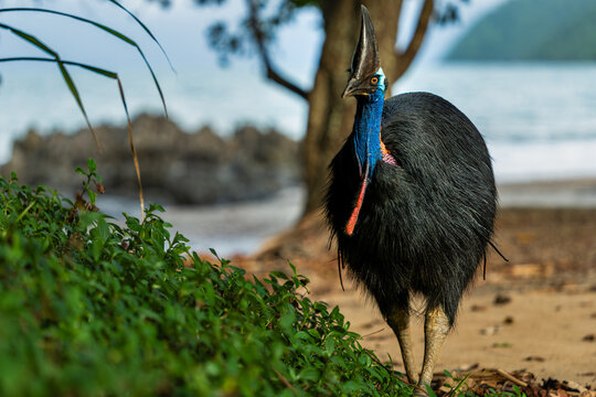 Southern Cassowary in the wild