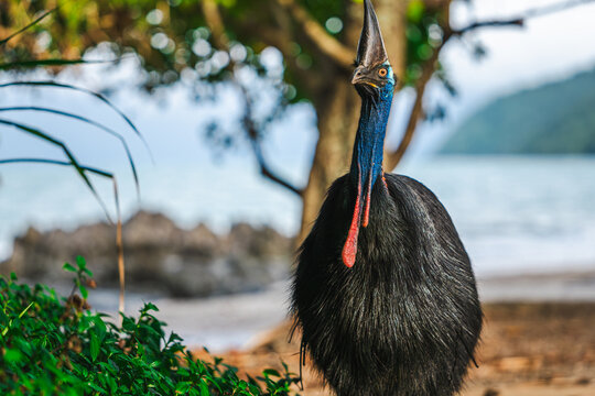 Southern Cassowary in the wild