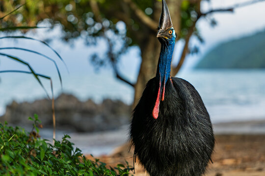 Southern Cassowary in the wild
