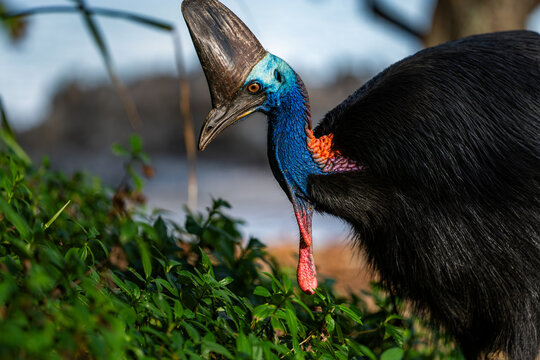 Southern Cassowary in the wild