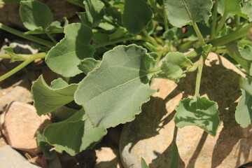 Bladder dock, Rosy dock, Oseille d'Amérique, Oseille vésiculeuse, Romice vescicario, Vinagrerilla roja, Mata sede, Indischer Sauer Ampfer - Rumex vesicarius - Polygonaceae