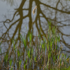 verblühter Rohrkolben vor spiegelndem Wasser
