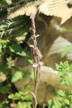 Barthlott&rsquo;s Witchweed, Strigue de Barthlott, Hierba bruja de Barthlott - Striga barthlottii - Orobanchaceae