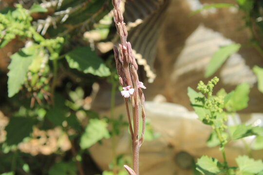 Barthlott&rsquo;s Witchweed, Strigue de Barthlott, Hierba bruja de Barthlott - Striga barthlottii - Orobanchaceae
