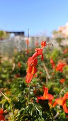 Cape honeysuckle, Cape Tecoma, Chèvrefeuille du Cap, Bignone du Cap, Técome du Cap - Tecoma...