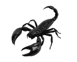 Highly detailed black scorpion with open pincers and curved tail, isolated on a light background