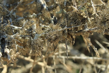 Tornabea scutellifera on Sideroxylon spinosum