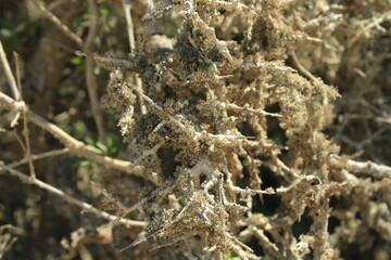 Tornabea scutellifera on Sideroxylon spinosum