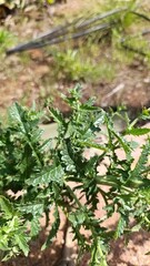 Fototapeta premium White Moth Mullein, Molène blattaire, Blataria menor, Verbasco polline, Verbasco amarelo, Schaben Königskerze - Verbascum blattaria - Scrophulariaceae, Scrophulariacées