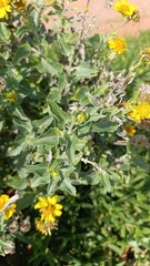 Fototapeta premium American Dogweed, Verbésine fausse encélie - Verbesina encelioides - Astéracées, Asteraceae