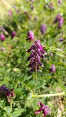 Algerian vetch, Purple vetch, Vesce de Bengale, Vesce pourpre foncé, Arveja roja, Veccia del Bengala, Ervilhaca vermelha - Vicia benghalensis - Fabaceae, Fabacées