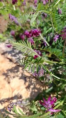 Algerian vetch, Purple vetch, Vesce de Bengale, Vesce pourpre foncé, Arveja roja, Veccia del Bengala, Ervilhaca vermelha - Vicia benghalensis - Fabaceae, Fabacées