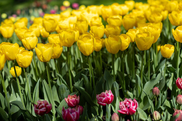 Obraz premium field of yellow tulips
