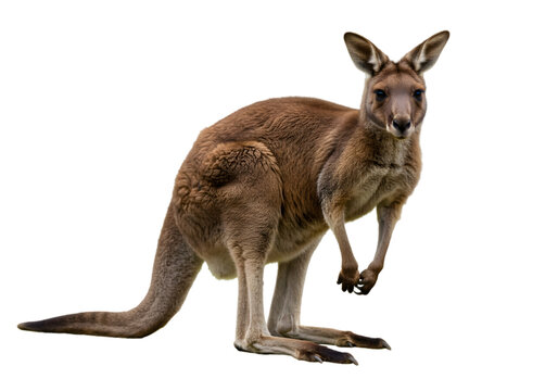 Red Kangaroo: Australian Marsupial Photo transparent background