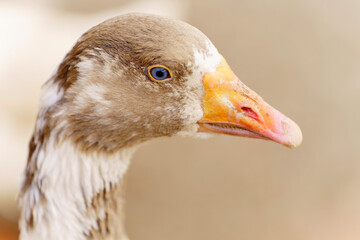 Close-up of a white goose with striking blue eyes in a natural setting during daylight hours