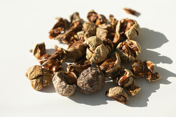 Fruits of Taxodium distichum tree