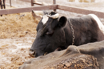 Cows resting peacefully in a rural farm during the chilly afternoon in early spring with muddy surroundings