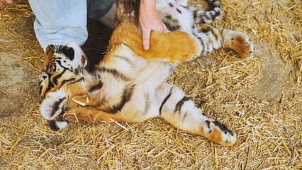 A girl playing with a little tiger cub. The tiger gently bites the girl's legs.