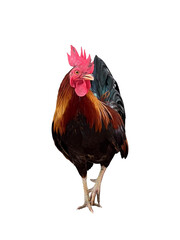 rooster isolated on white