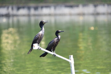 Indian cormorant in the healing pond