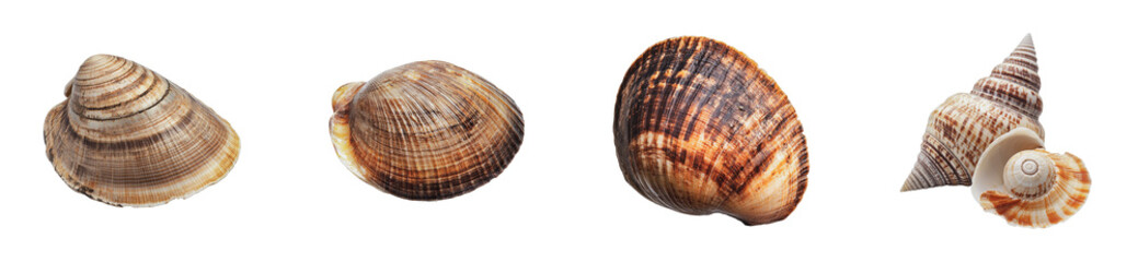 Obraz premium Variety of seashells displayed in a row showcasing unique patterns and textures, cut out - stock png.