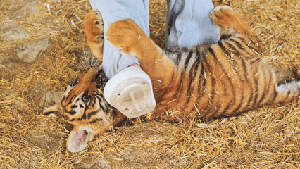 Playful tiger cub biting zookeeper's leg