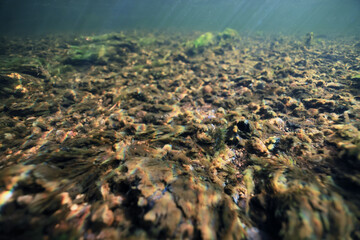 underwater photo of a swamp, dark green swamp water view of an ecosystem from underwater