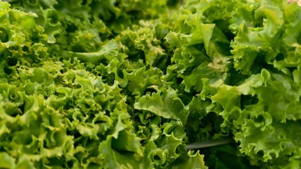 Fresh Green Lettuce Close-Up for Healthy Meals