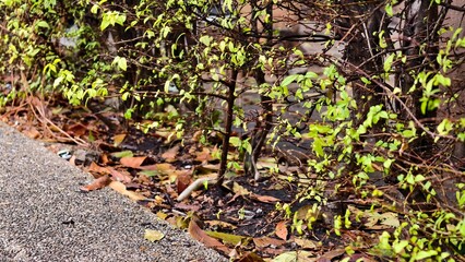 Fresh Green Leaves Along a Sidewalk Pathway