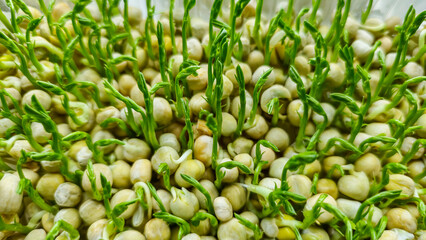 Microgreens. Growing Peas at Home. Pea Sprouts. Step-by-Step Instructions.