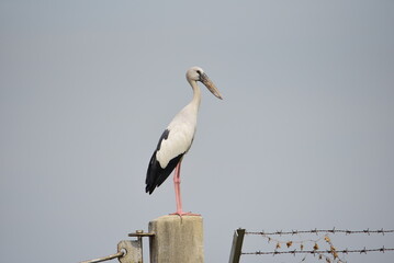 Asian Openbill