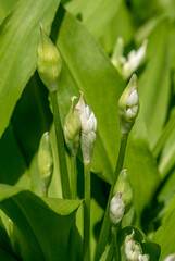 Obraz premium Wild garlic buds (Allium ursinum) just before flowering in spring. The perfect time to harvest for pickling in vinegar. 