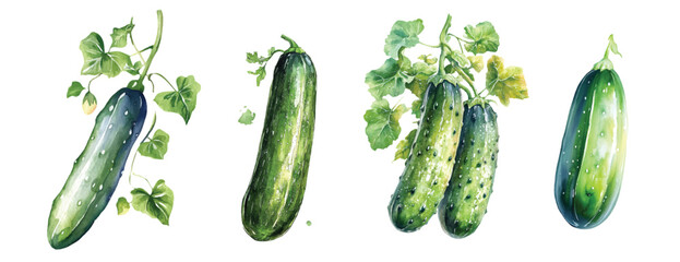 Cucumber Watercolor painted vegetables. Fresh colorful veggies vector illustration