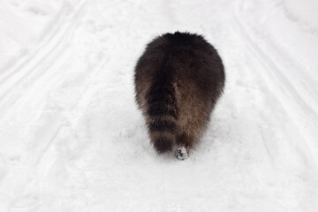 Obraz premium rear view of raccoon, winter fluffy fur and tail, raccoon walking forward in snow
