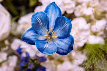 blue and white flowers