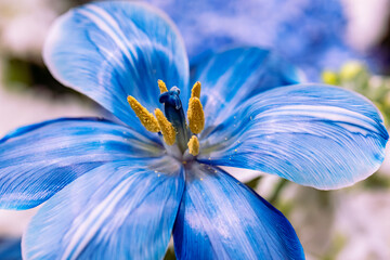 close up of blue flower