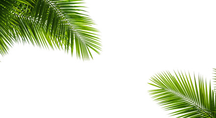 Lush green palm leaf isolated on a white background. Tropical coconut palm fronds casting shadows....