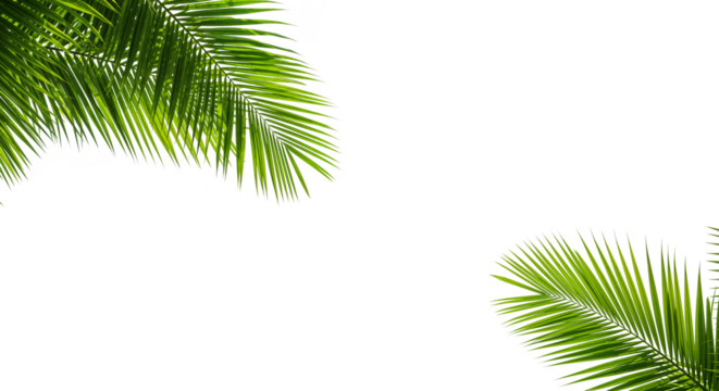 Lush green palm leaf isolated on a white background. Tropical coconut palm fronds casting shadows. Evergreen plant foliage, clip art for summer design elements, cut out, PNG