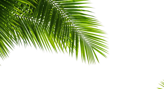Lush green palm leaf isolated on a white background. Tropical coconut palm fronds casting shadows. Evergreen plant foliage, clip art for summer design elements, cut out, PNG