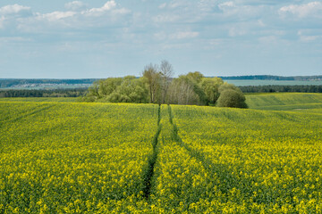 Vibrant Yellow Canola Field with Trees Under a Clear Blue Sky