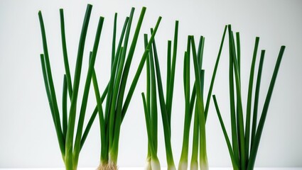 Obraz premium Fresh organic spring onion and chives isolated on background