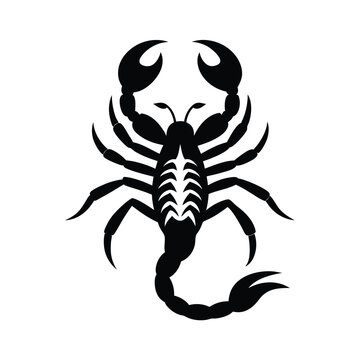 recommend clip art: scorpion black silhouette vector on white background