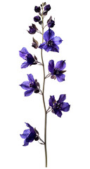 Purple delphinium flower isolated on a transparent background

