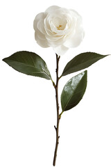Elegant white camellia flower with green leaves isolated on a transparent background