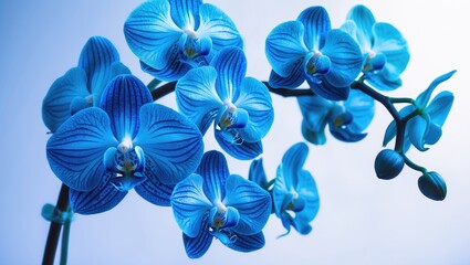Stunning Blue Orchid with Floral Background and Botanical Design