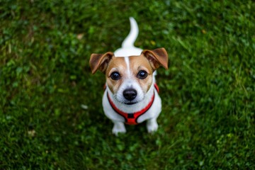 Obraz premium Curious Jack Russell Terrier in Red Harness Sitting on Green Grass, Gazing Up Outdoors
