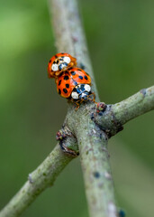 Close-Up of Ladybugs on a Branch in Natural Greenery