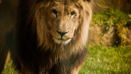 A large male lion is walking through his grassy enclosure in the late afternoon sunshine. His big brown eyes look around making sure there is no danger. Full property release for commercial use.