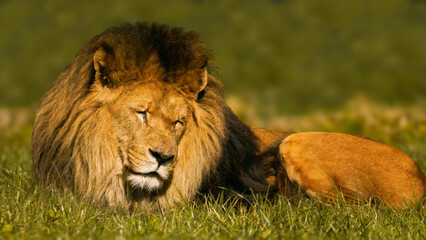 Close-up portrait of a large male lion with a huge mane, sitting in his grassy enclosure in the late afternoon. His eyes are closed. Full property release for commercial use.